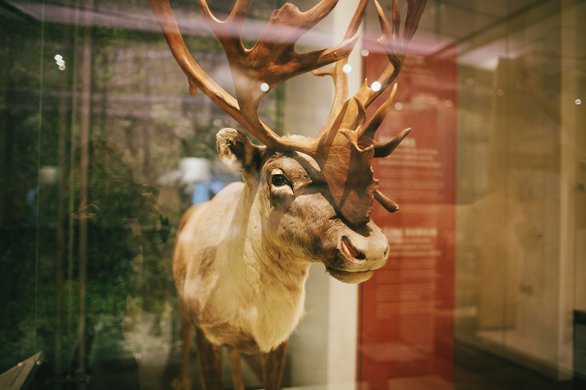 Royal Ontario Museum