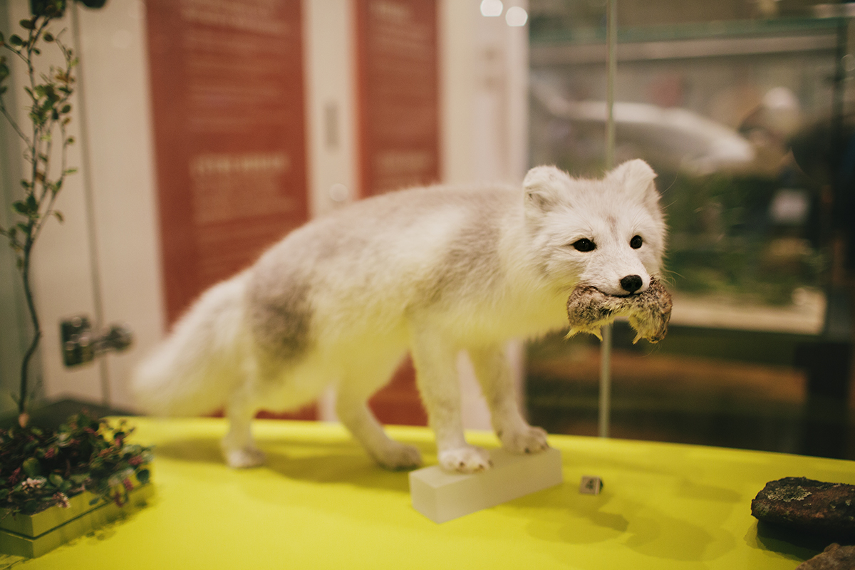 Royal Ontario Museum