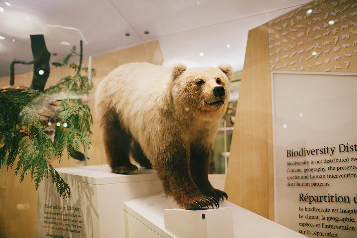 Royal Ontario Museum