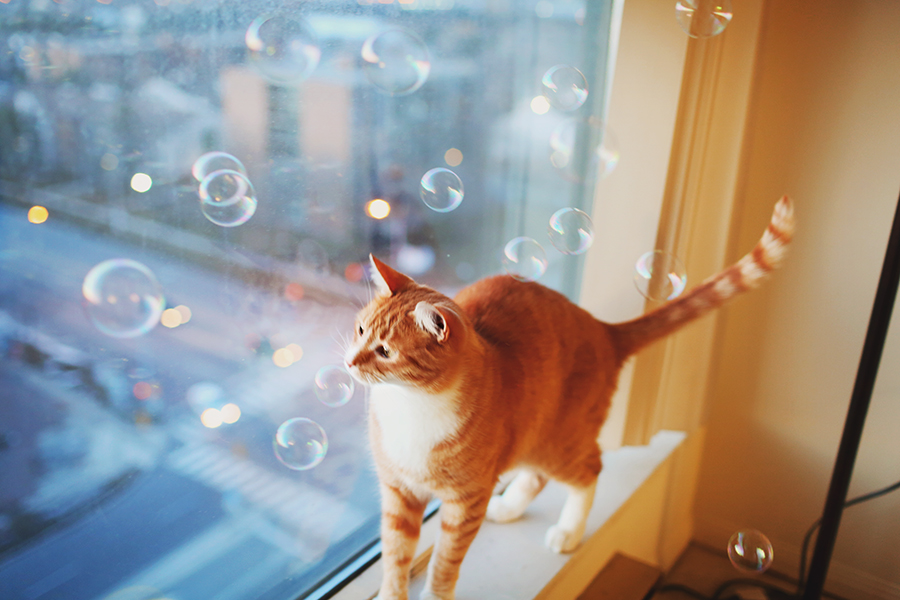 bubbles