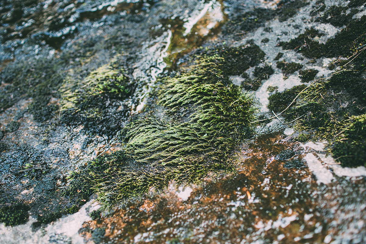 Algonquin Park Photographer