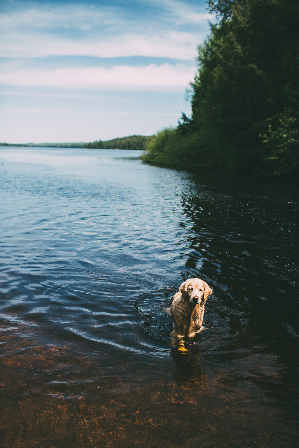 Algonquin Park Photographer